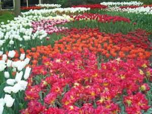 keukenhof