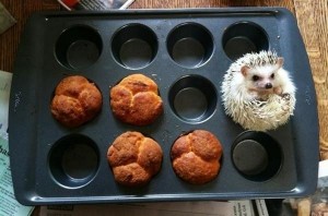 hedgehog baking