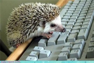 hedgehog-typing